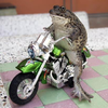 Bike Riding Frog Image
